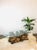 1970s Vintage 1970s Burlwood Driftwood Sculptural Glass Top Coffee Table For Sale - Image 5 of 11