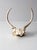 Vintage Deer Skull With Antlers For Sale - Image 4 of 8