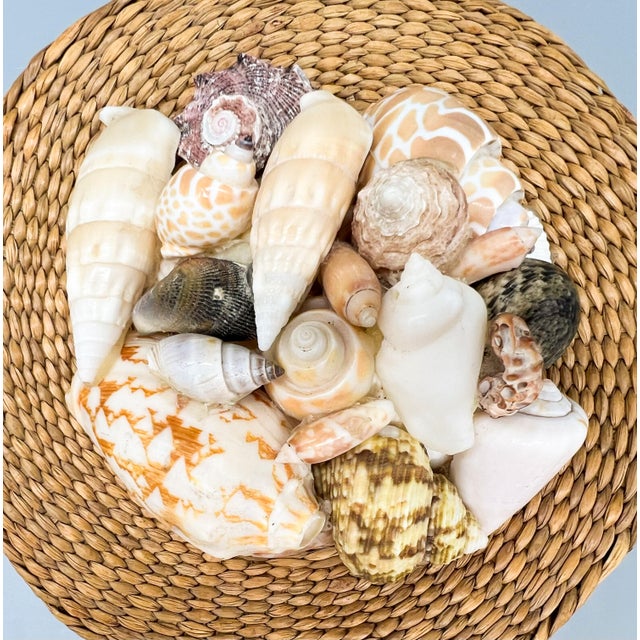 Textile Vintage Woven Basket Box With Seashell-Adorned Lid — Coastal / Bohemian For Sale - Image 7 of 13