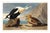 King Duck, Vintage Art Print Reproduction From Birds of America (1827) by John James Audubon, 48″ × 32″ For Sale