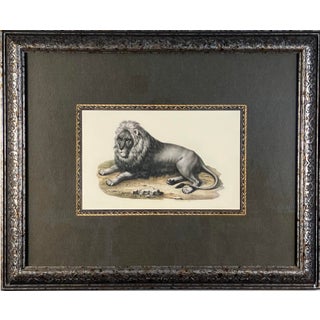Antique Hand-Colored Lion Engraving – 19th Century Natural History Print in Ornate Frame For Sale