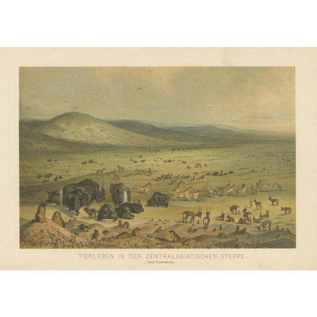 German School after Nikolai Przhevalsky, Wildlife of the Central Asian Steppe Natural History Lithograph, 1883, Lithograph For Sale - Image 3 of 9