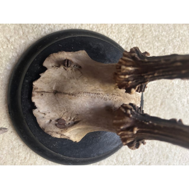 Mounted Roe Buck Antlers, Set of Five For Sale - Image 15 of 16