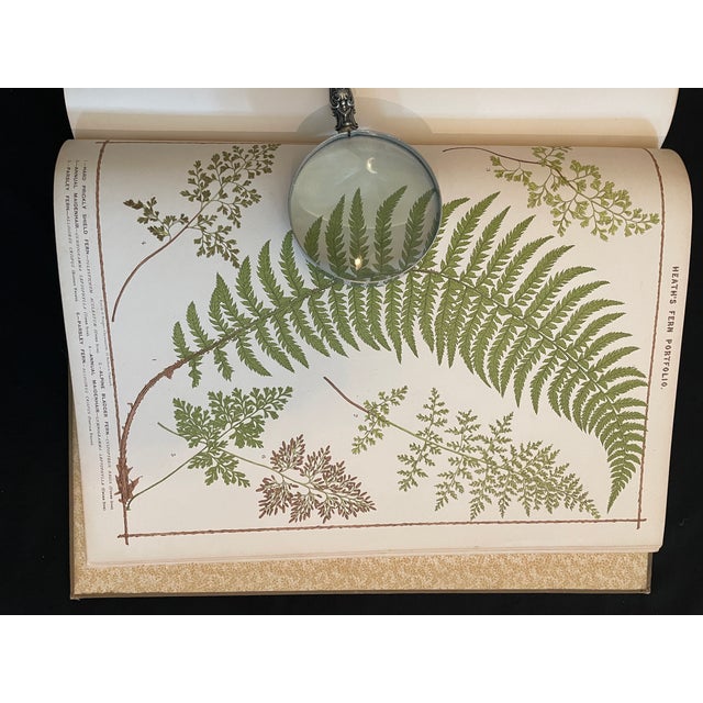 Heath's Fern Portfolio, 1885 Complete With 15 Chromolithographs For Sale - Image 12 of 18