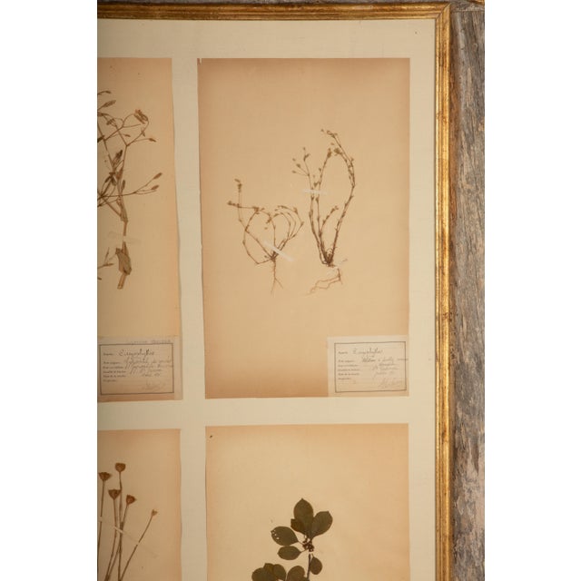 French 19th Century Framed Collection of Four Herbier Specimens in Rustic Barn Wood with Gilt Rosettes For Sale - Image 3 of 8