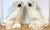 White Large 19th C. English Staffordshire Pottery Spaniels, Great Scale & Expressions For Sale - Image 8 of 18