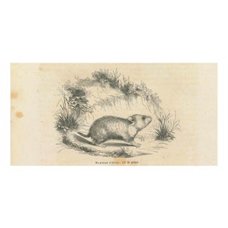 Paul Gervais, Hamster, 1854, Lithograph For Sale