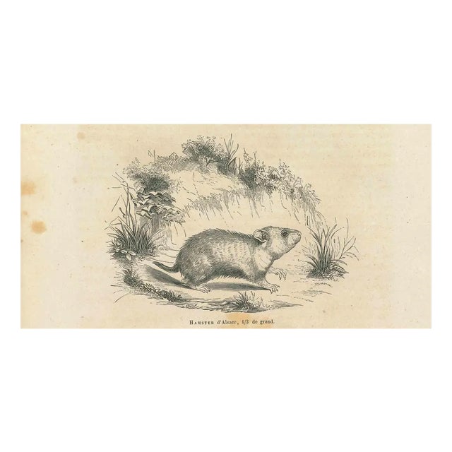 Paul Gervais, Hamster, 1854, Lithograph For Sale