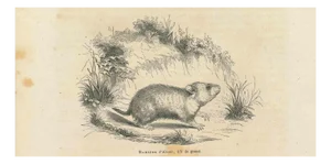 Paul Gervais, Hamster, 1854, Lithograph