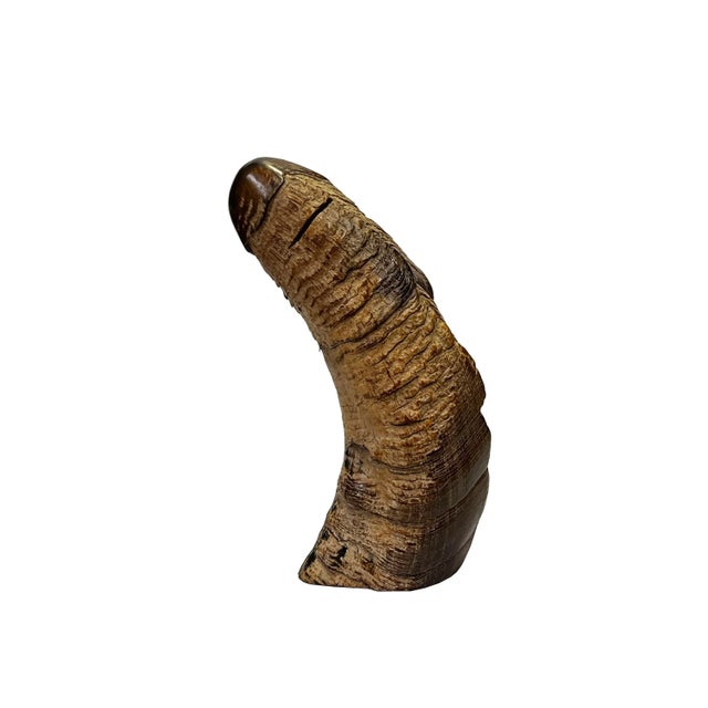 Decorative Ox Horn Look Raw Rough Surface Display Art For Sale - Image 4 of 5
