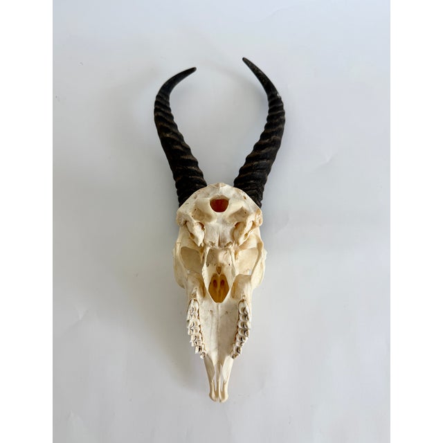 Bone Natural African Springbok Skull W/ Horns For Sale - Image 7 of 7