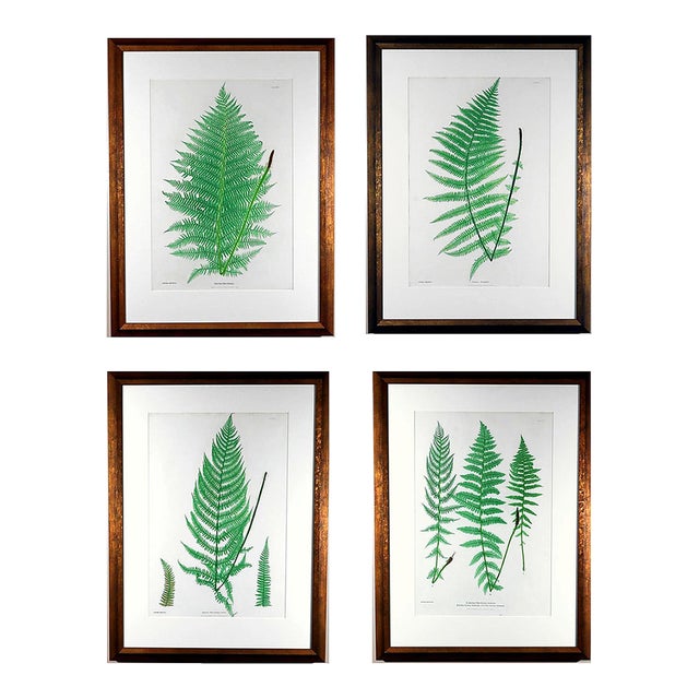 Henry Bradbury Nature-Printed Fern Botanical Prints, Set of Four, Framed For Sale