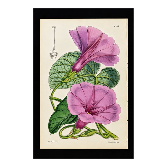 Antique Walter Hood Fitch Hand-Colored Lithograph, Curtis’s Botanical Magazine, 19th Century One Print For Sale