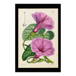 Antique Walter Hood Fitch Hand-Colored Lithograph, Curtis’s Botanical Magazine, 19th Century One Print