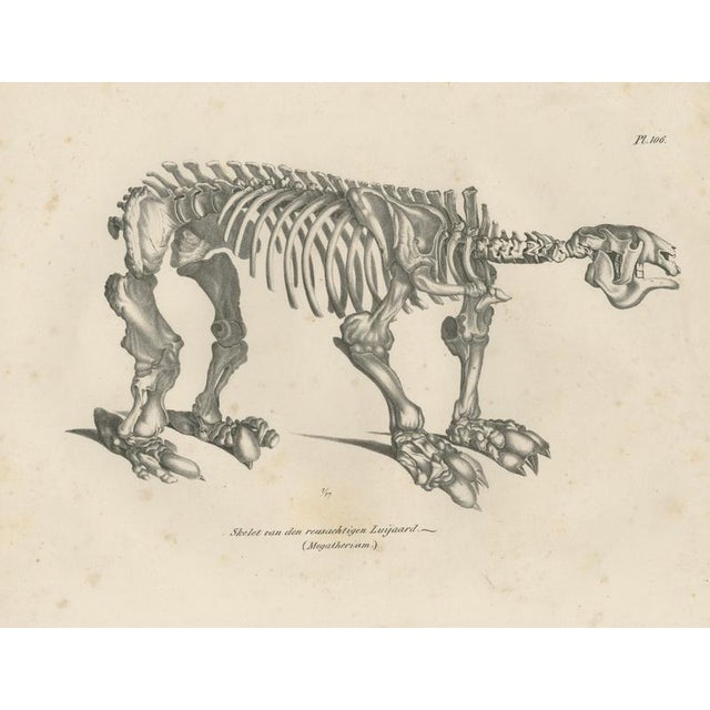 Megatherium Skeleton Lithograph – Giant Ground Sloth, Brodtmann c.1830 This rare and striking anatomical lithograph...