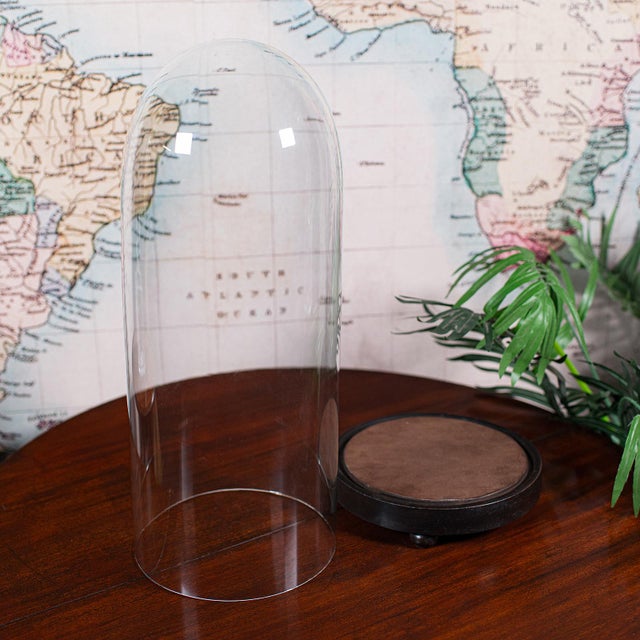Late 19th Century Tall Victorian Antique Specimen Showcase Dome, English, Glass, Taxidermy, 1895 For Sale - Image 5 of 10