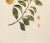 1900s U. P. Hedrick, Original Antique Photogravure of Shiro Plums For Sale - Image 4 of 7