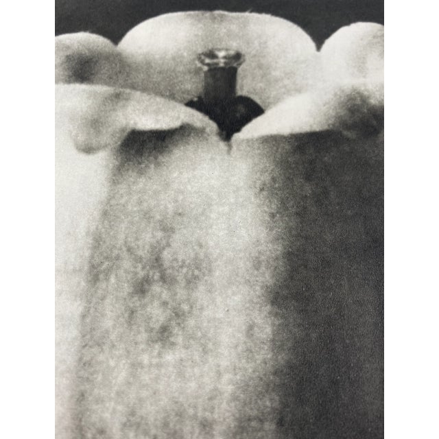 Traditional Vintage Botanical Blossfeldt Print - No. 49 For Sale - Image 3 of 5