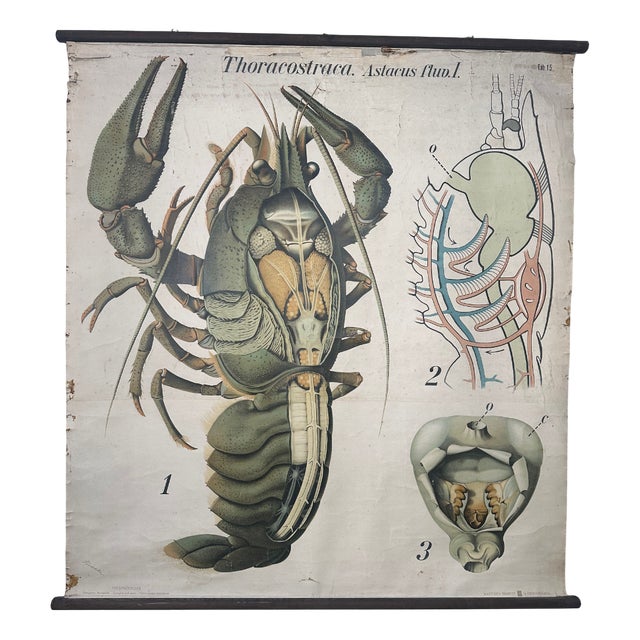 Vintage Periodic Table of the Elements School Chart in Linen by Paul Pfurtscheller, 1920s For Sale