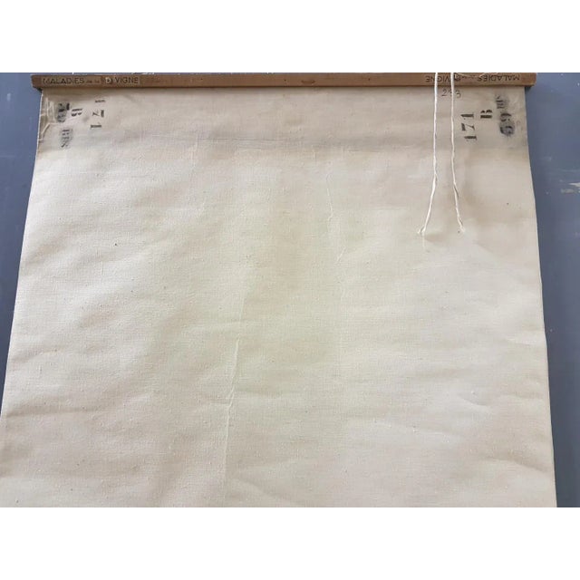 Mid-Century Modern Vintage Disease of the Vines Poster on Toile For Sale - Image 3 of 10