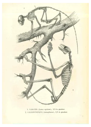 Paul Gervais, The Animal Skeleton, Original Lithograph, 1854