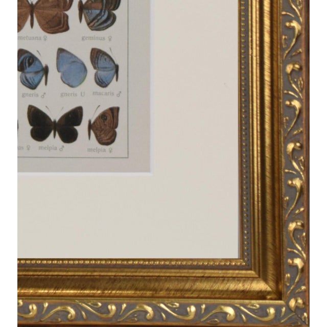 1910s Antique Early 20th Century Butterfly Print 1912 For Sale - Image 5 of 5
