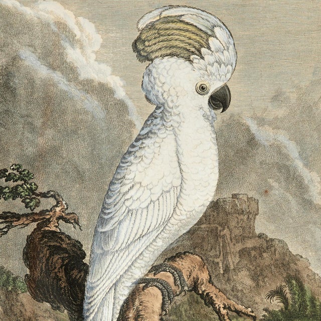 Mid 18th Century Antique Set of Eight Hand Colored Parrot Engravings For Sale - Image 5 of 18