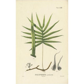 Carolo Ludovico Blume, Ferns of Indonesia, 1829, Lithograph on Paper For Sale