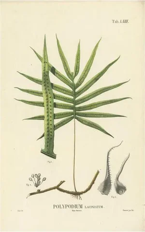 Carolo Ludovico Blume, Ferns of Indonesia, 1829, Lithograph on Paper