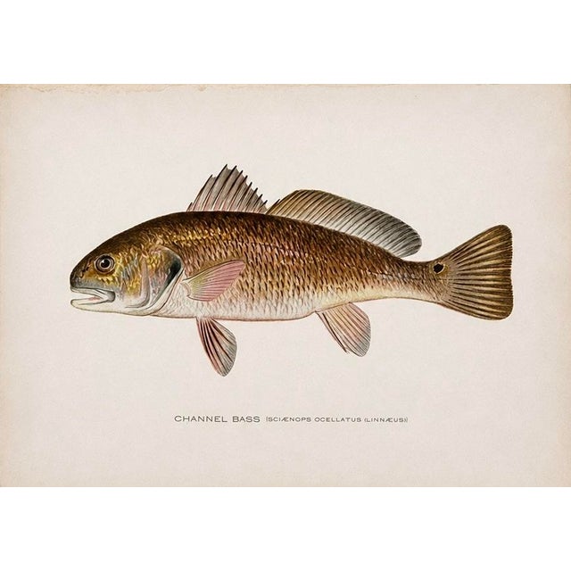 Pair of original chromolithographs of Sunfish and Channel Bass by S. F. Denton for the New York Forest, Fish and Game...