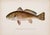 Pair of original chromolithographs of Sunfish and Channel Bass by S. F. Denton for the New York Forest, Fish and Game...