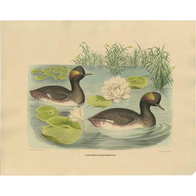 After D. G. Elliot, Bird Illustration of Two Black-Necked Grebes, 1869, Print For Sale