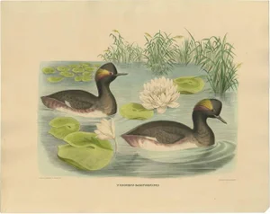 After D. G. Elliot, Bird Illustration of Two Black-Necked Grebes, 1869, Print
