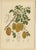 Sheep van Nooten, Star Fruit Botanical, 1880, Chromolithograph For Sale - Image 10 of 10