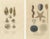 Sea Splendo, 1845, Paper, Set of 2 For Sale - Image 6 of 6