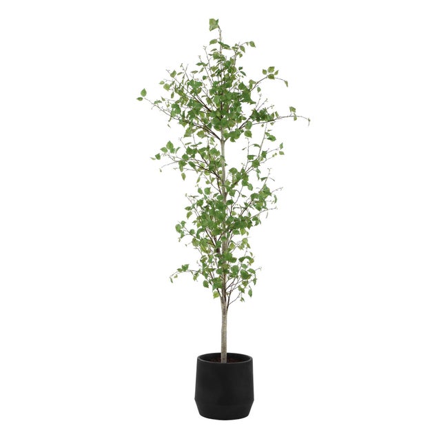 2020s Boreal Potted Birch Tree For Sale - Image 5 of 7