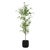 2020s Boreal Potted Birch Tree For Sale - Image 5 of 7