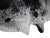 Modern Salt and Pepper Leather Cowhide With Black and White Spots From Brazil For Sale - Image 3 of 6