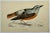 Antique Bird Print From England Showcasing a Gorgeous Orange Chested Rock Thrush - Circa 1880. Print measures 7” W x 4...
