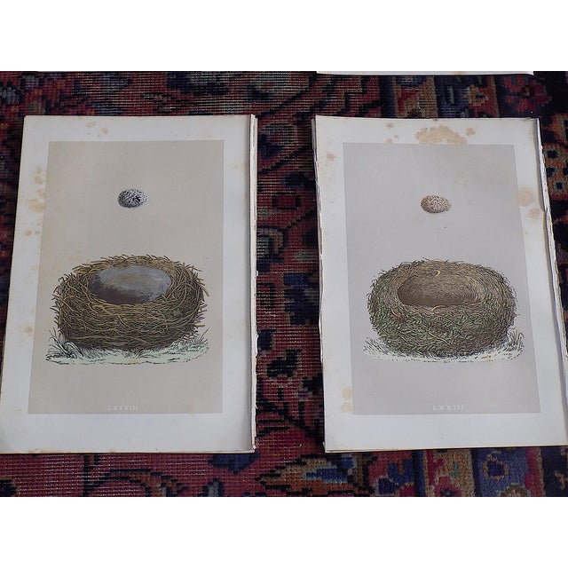Late 19th Century Authentic Antique 19th Century Hand Colored Bird Nest & Egg Lithographs - Set of 9 For Sale - Image 5 of 9