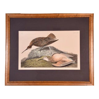"Esquimaux Curlew": A Framed Original Audubon Hand-Colored Folio Engraving, 1834 For Sale