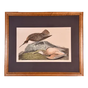 "Esquimaux Curlew": A Framed Original Audubon Hand-Colored Folio Engraving, 1834