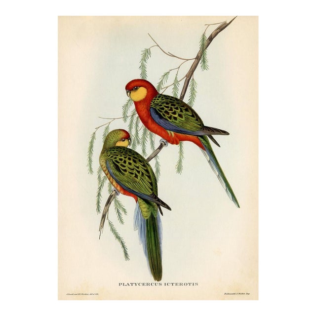 1950s, Parrot Print, Tropical Bird Print by John Gould, Original Vintage Bird Print, Color Lithograph, Germany For Sale