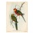 1950s, Parrot Print, Tropical Bird Print by John Gould, Original Vintage Bird Print, Color Lithograph, Germany For Sale