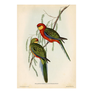 1950s, Parrot Print, Tropical Bird Print by John Gould, Original Vintage Bird Print, Color Lithograph, Germany