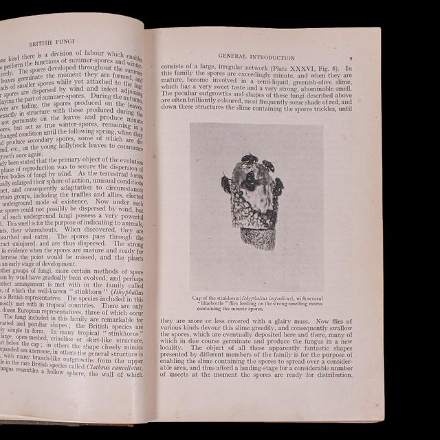 1910s Antique Reference Book, British Fungi, George Massee, English, Natural, Science For Sale - Image 5 of 12