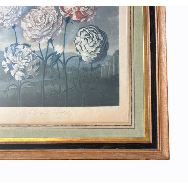Robert John Thornton, A Group of Carnations, Hand-Coloured Engraving, Early 19th Century For Sale - Image 3 of 6