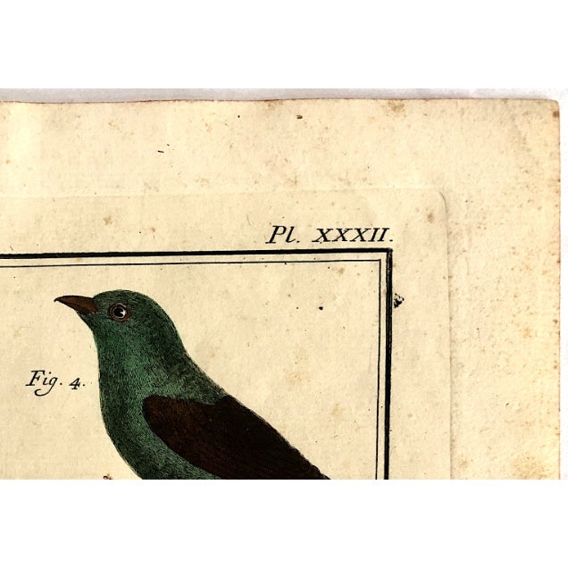 18th-Century Pair of French Hand-Colored Copperplate Engravings of Exotic Birds, by François-Nicolas Martinet For Sale - Image 17 of 18