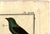 18th-Century Pair of French Hand-Colored Copperplate Engravings of Exotic Birds, by François-Nicolas Martinet For Sale - Image 17 of 18