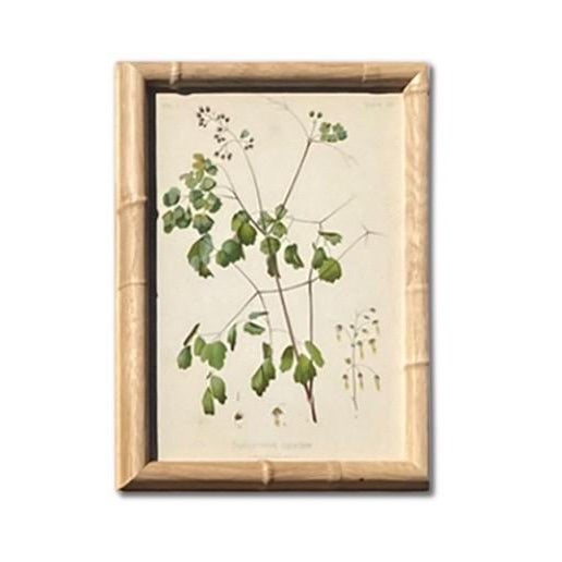 Antique Botanical Chromolithographs — “Wild Flowers of America”, Volume I, L. Prang & Co., Boston (C. 1877) Set of 13 For Sale - Image 9 of 17